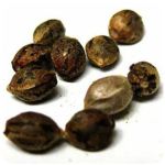 Семена марихуаны АК-47  (Seeds AK-47) в Охе